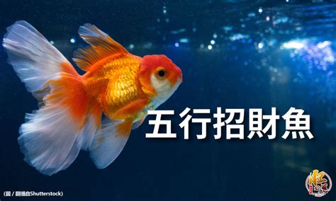 風水魚數量